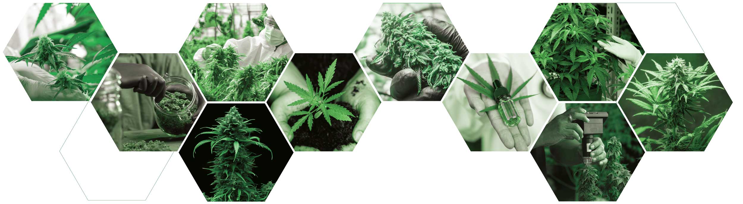 HarvestIQ in-house cannabis analyzer